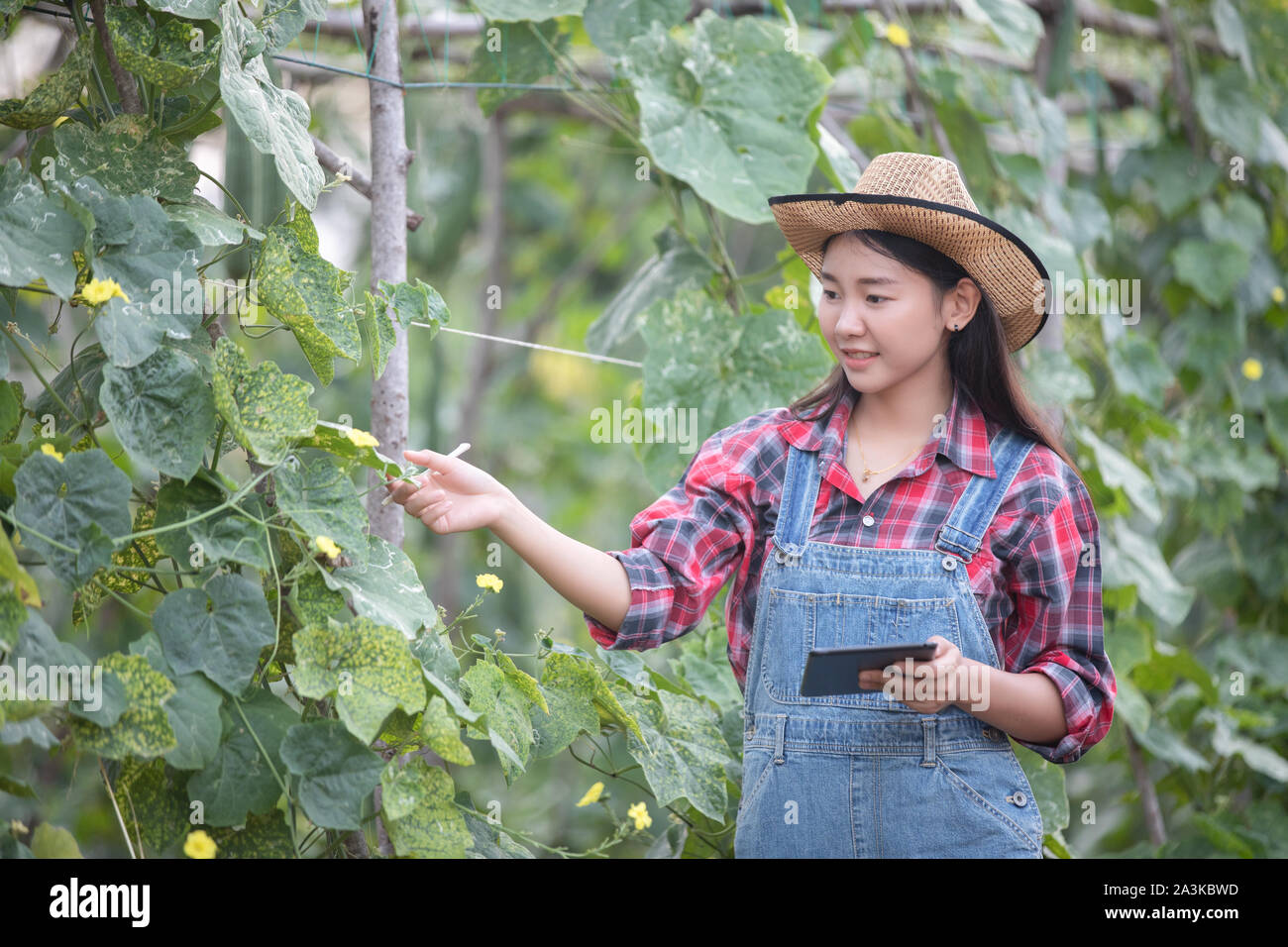 Les femmes asiatiques d'agronome et agriculteur en utilisant la technologie de l'inspection dans l'agriculture et le champ de légumes biologiques Banque D'Images