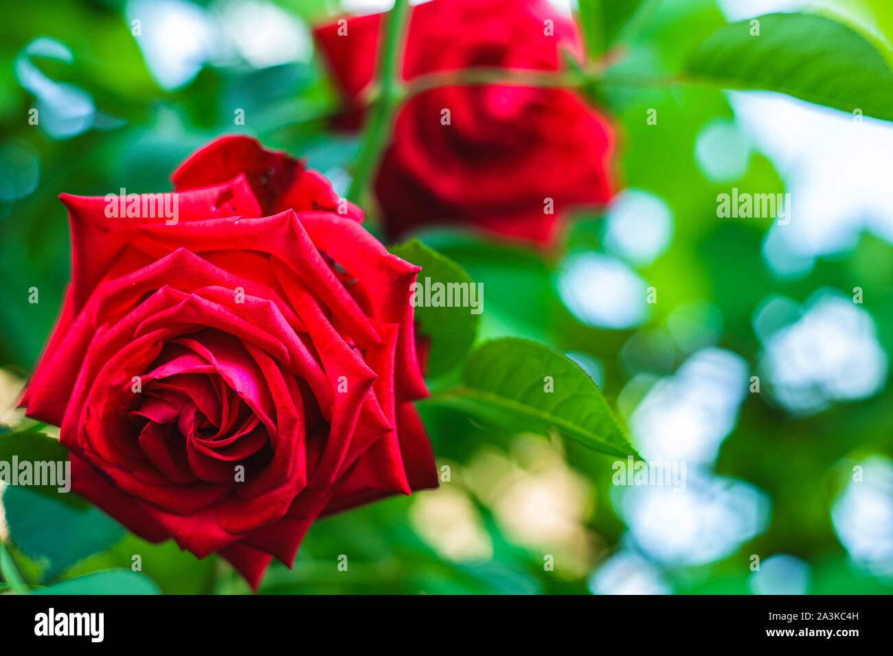Close up detail photo de rose rouge dans le jardin Banque D'Images