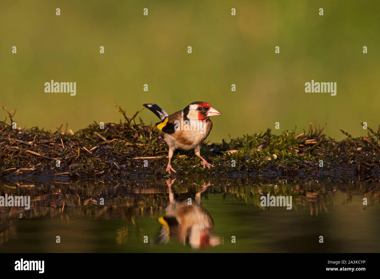 Chardonneret élégant Carduelis carduelis au bord d'une piscine à débordement près de Parc national de Kiskunsag Tiszaalpar Hongrie Juin 2017 Banque D'Images