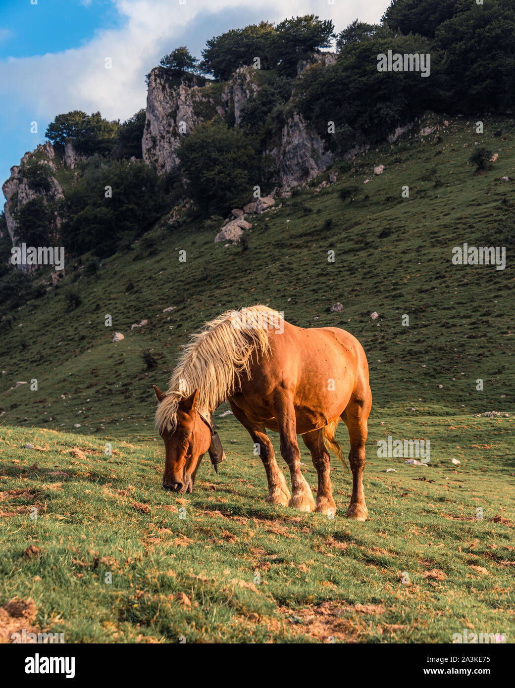 21/8-19, Mugarra, Pays basque, Espagne. Un beau cheval est le pâturage dans le parc naturel Urkiola, près du sommet du Mugarra. Banque D'Images
