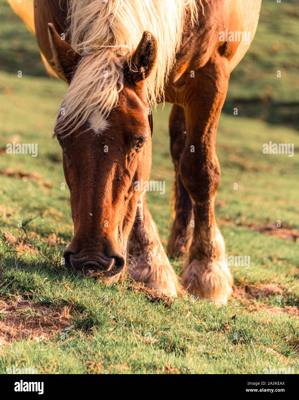 21/8-19, Mugarra, Pays basque, Espagne. Un beau cheval est le pâturage dans le parc naturel Urkiola, près du sommet du Mugarra. Banque D'Images