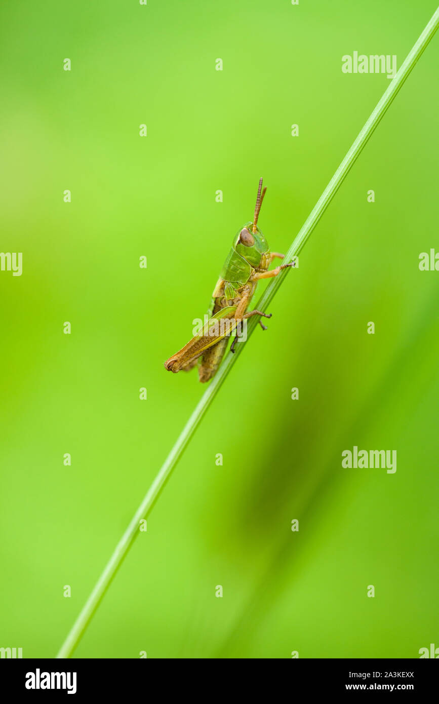 Un pré sauterelle (Chorthippus parallelus) nymphe sur une tige d'herbe en début de l'été dans les collines de Quantock, Somerset, Angleterre. Banque D'Images