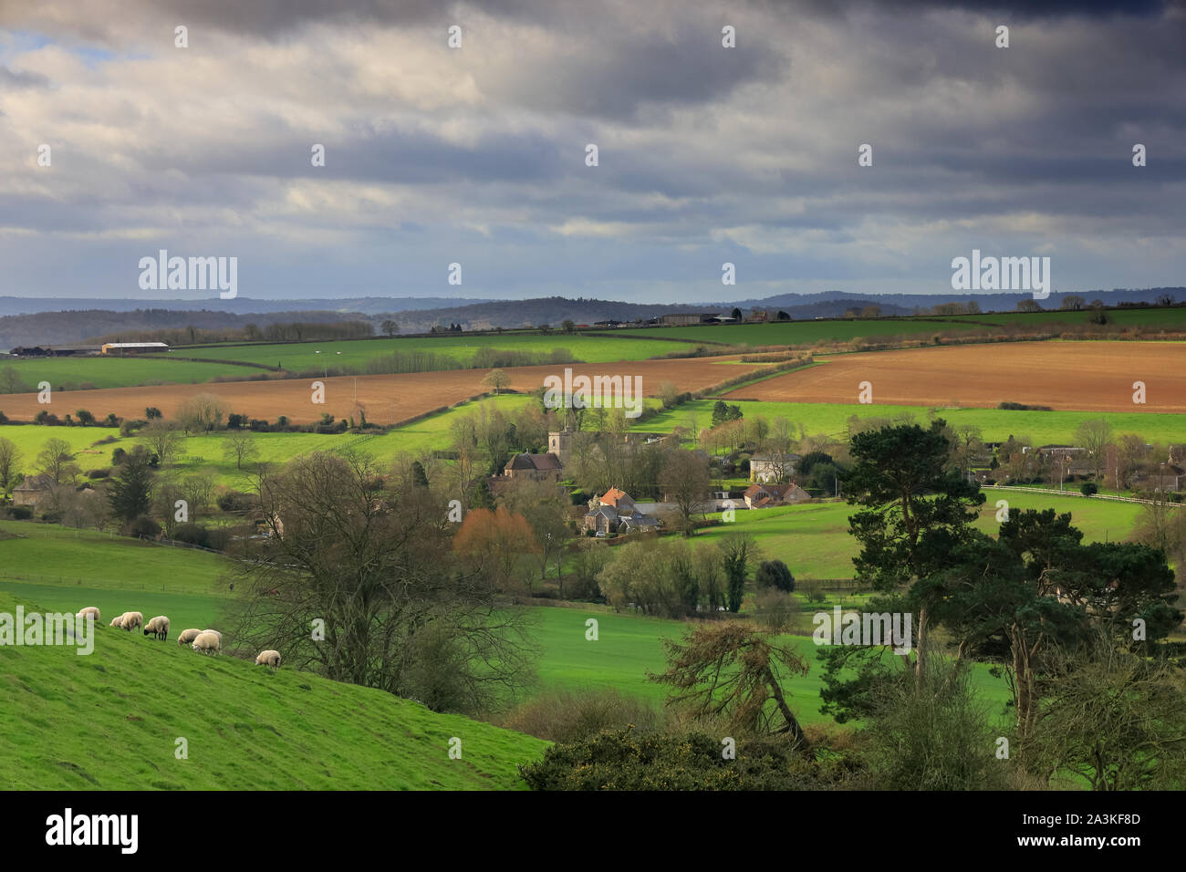 Le printemps avec des moutons sur la colline au-dessus de Poyntington, Dorset, England, UK Banque D'Images