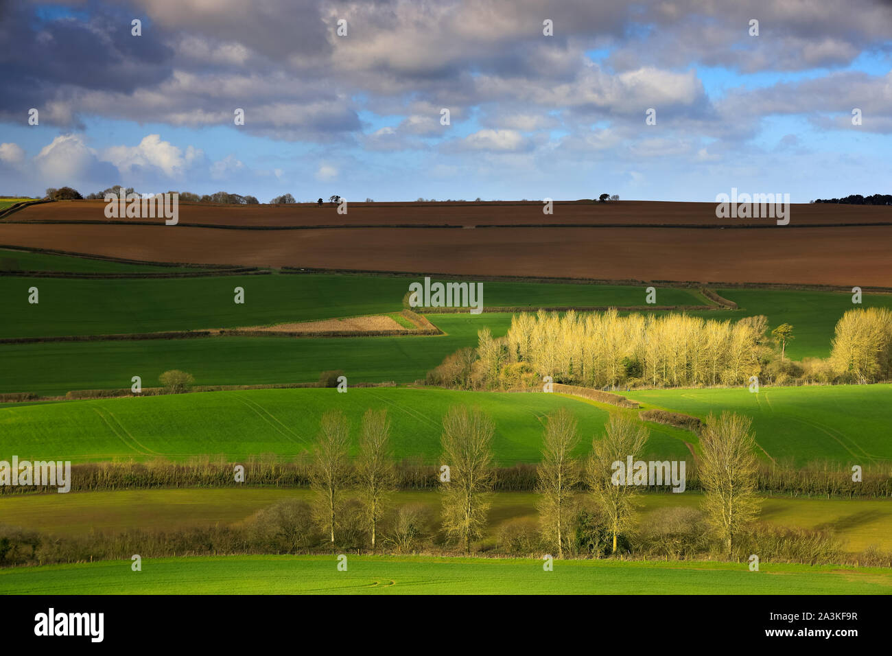 La lumière sur la pommelé printemps paysage, Poyntington, Dorset, England, UK Banque D'Images