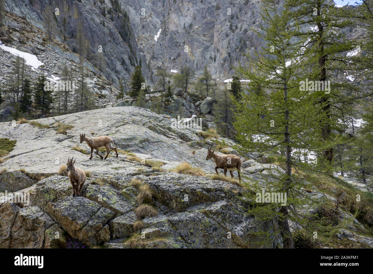Chamois dans le Val du haut Boréon, Parc National du Mercantour, Alpes-Maritime, Provence, France Banque D'Images