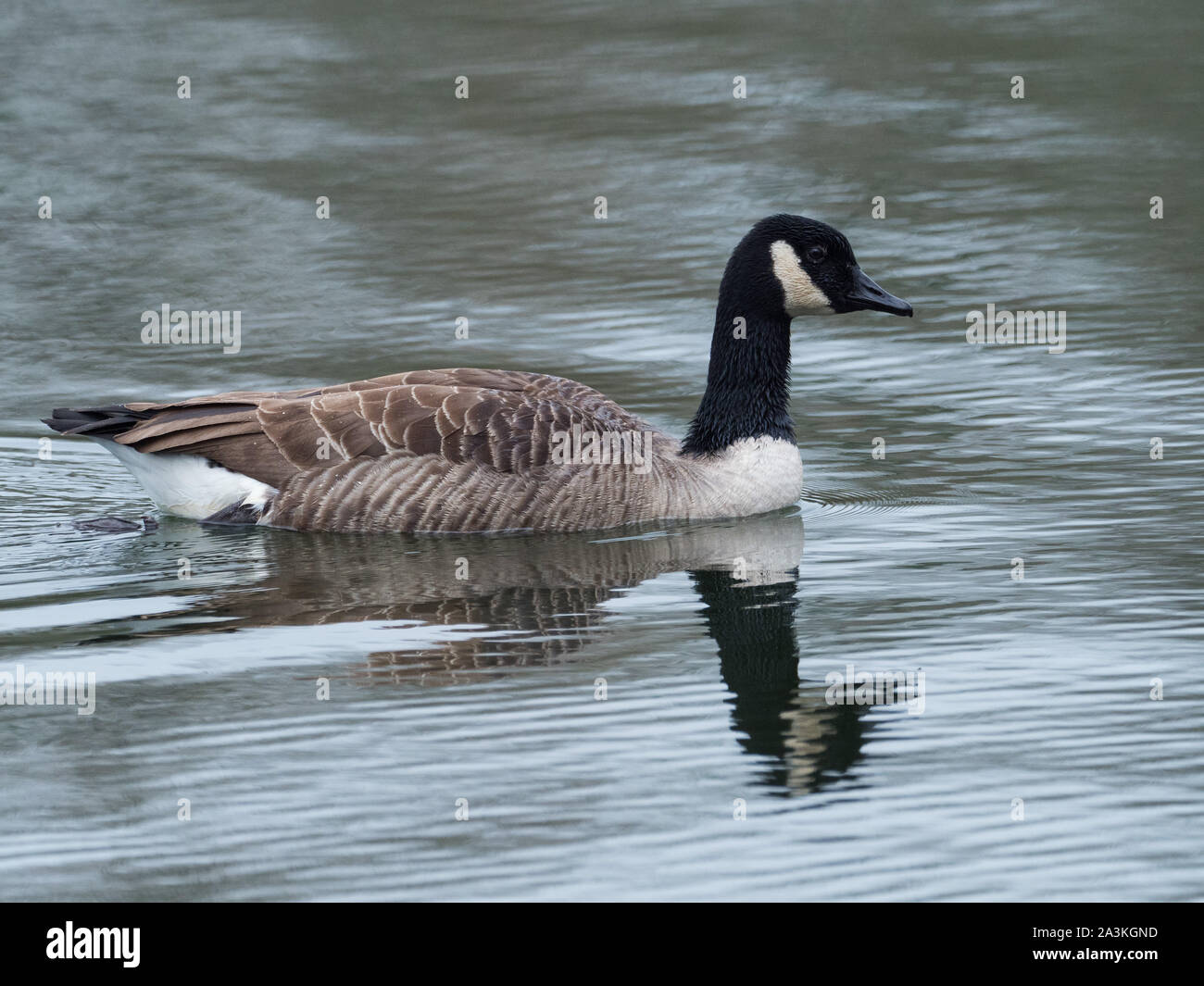 Bernache du Canada Branta canadensis natation sur le lac Laurent Rosaz, Langford Lacs Nature Reserve, Wiltshire Wildlife Trust, Steeple Langford, Wiltshir Banque D'Images