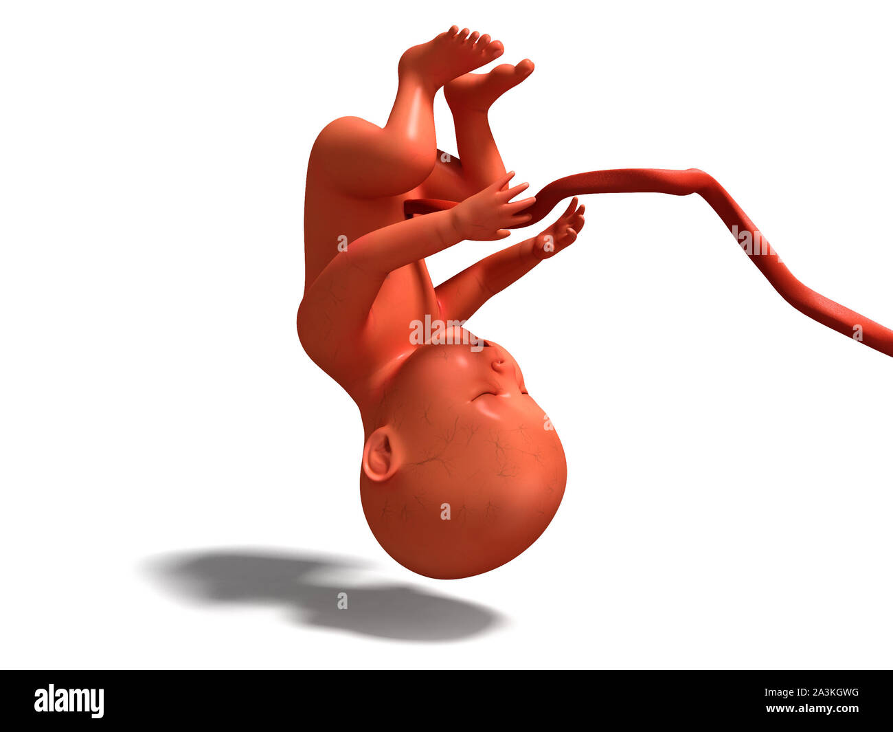 Enfant avec tube ombilical rendu 3D à l'envers sur fond blanc avec ombre Banque D'Images