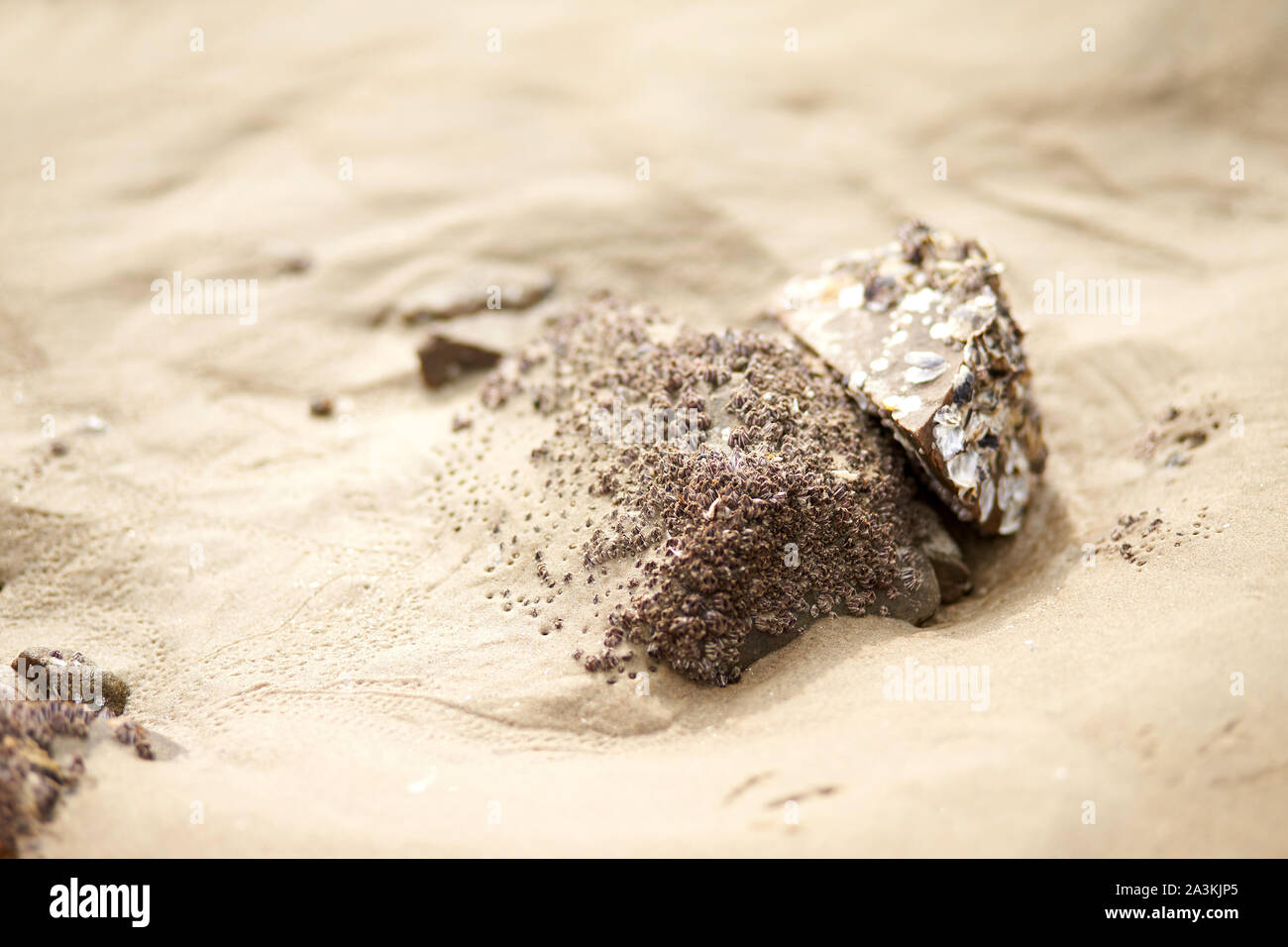 Balane à la plage. Banque D'Images