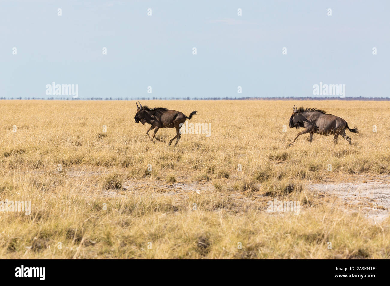 Deux exécutant les gnous dans une steppe, Etosha, Namibie, Afrique Banque D'Images