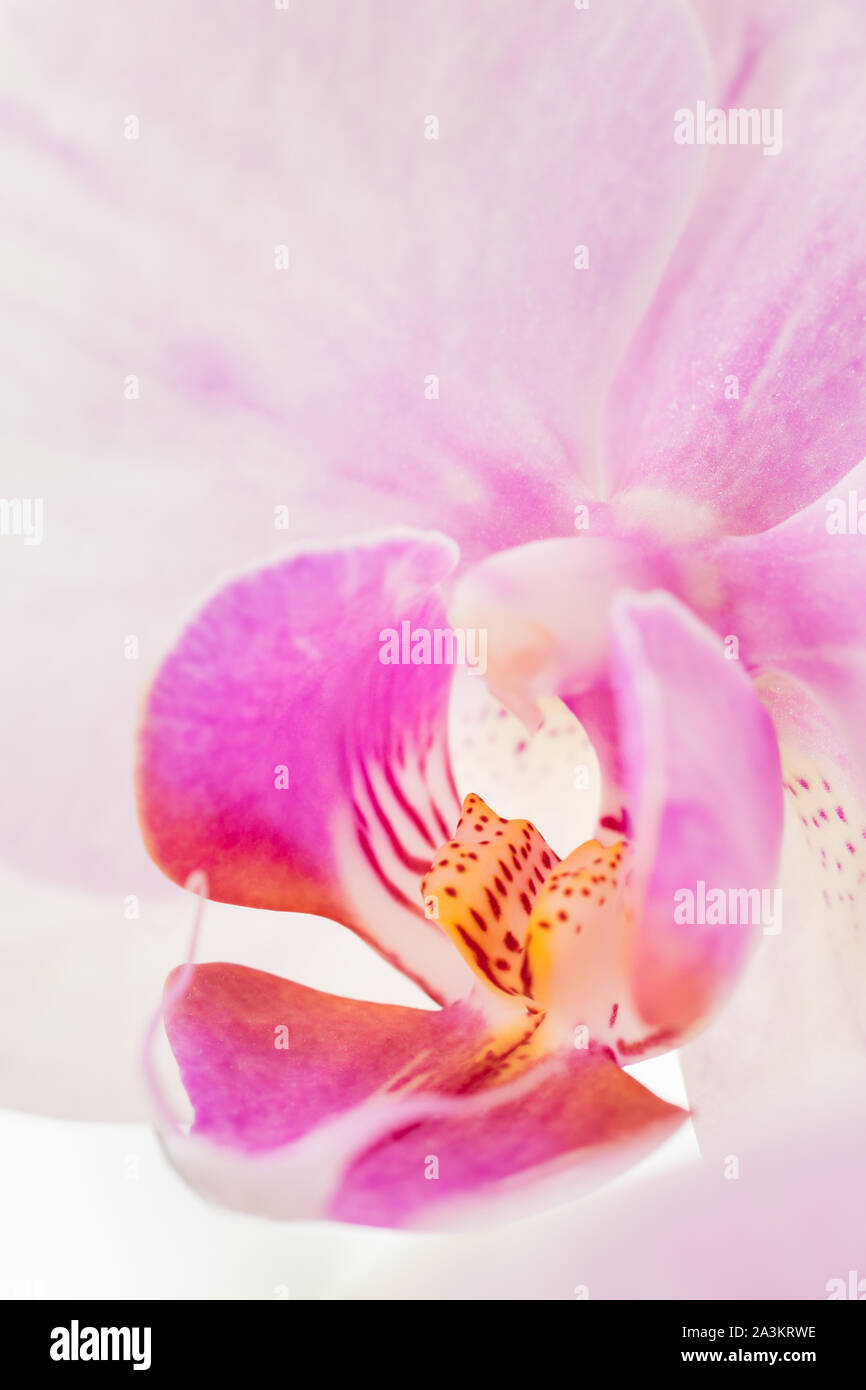 Orchidée Phalaenopsis rose pâle communément appelée orchidée de la moth, isolée sur fond blanc. Banque D'Images