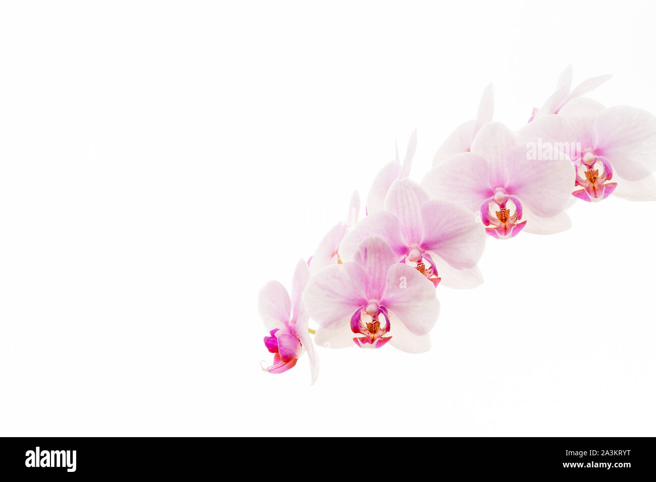 Orchidée Phalaenopsis rose pâle communément appelée orchidée de la moth, isolée sur fond blanc. Banque D'Images