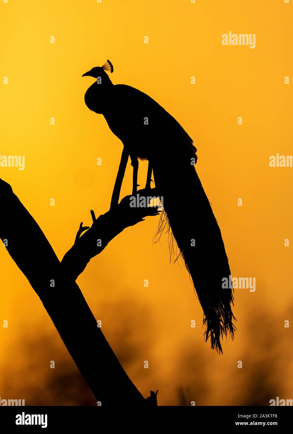 Peacock silhoutte of mountain range at Sunset, Bharatpur, Rajasthan, Inde Banque D'Images