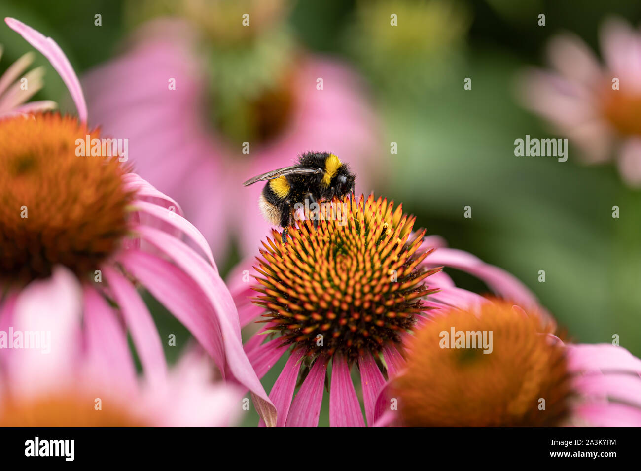 Vrai Femme Buff-Tailed Bourdon sur l'échinacée purpurea Banque D'Images