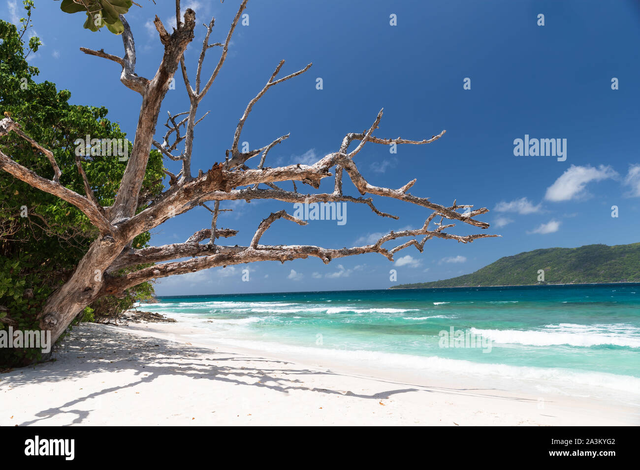 Plage de sable blanc dans l'Océan Indien, Seychelles Banque D'Images