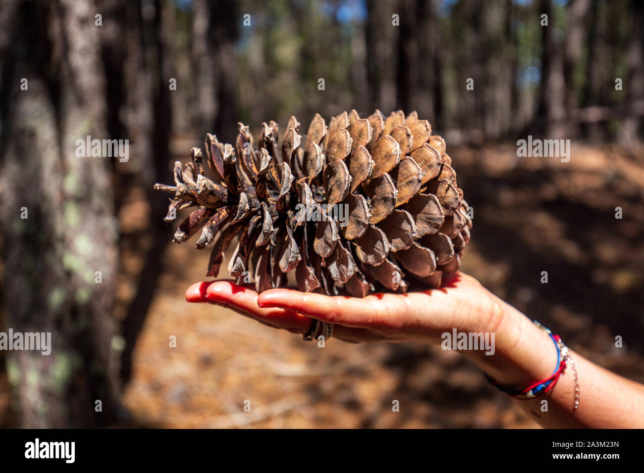 Grand ouvert, cône de pin couché sur la main de femme. Belle après-midi d'été dans la forêt avec des ombres dansant entre les arbres. Banque D'Images