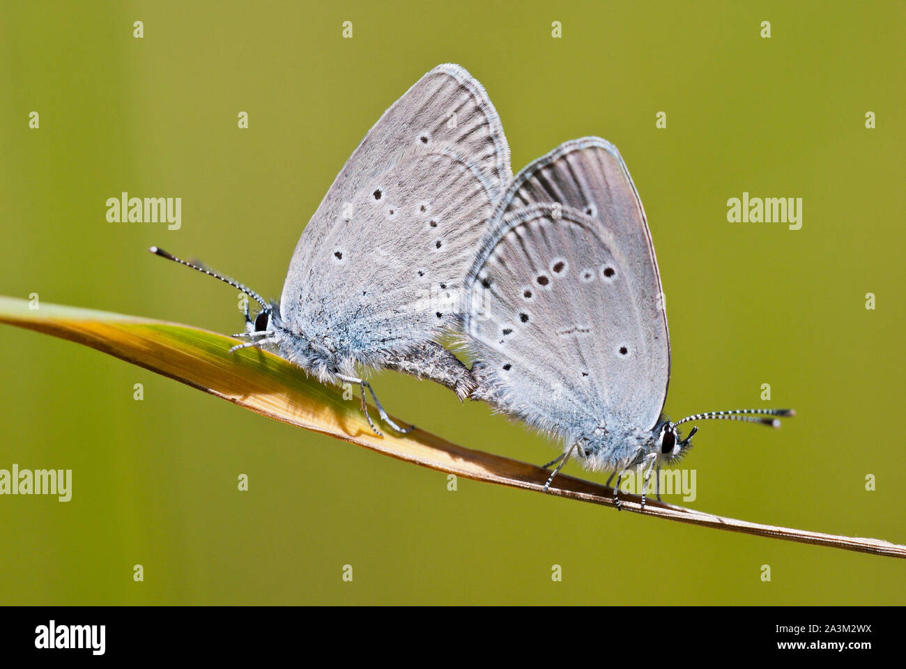 Couple de petit bleu (Cupido minimus) Accouplement de papillons sur un brin d'herbe. Banque D'Images