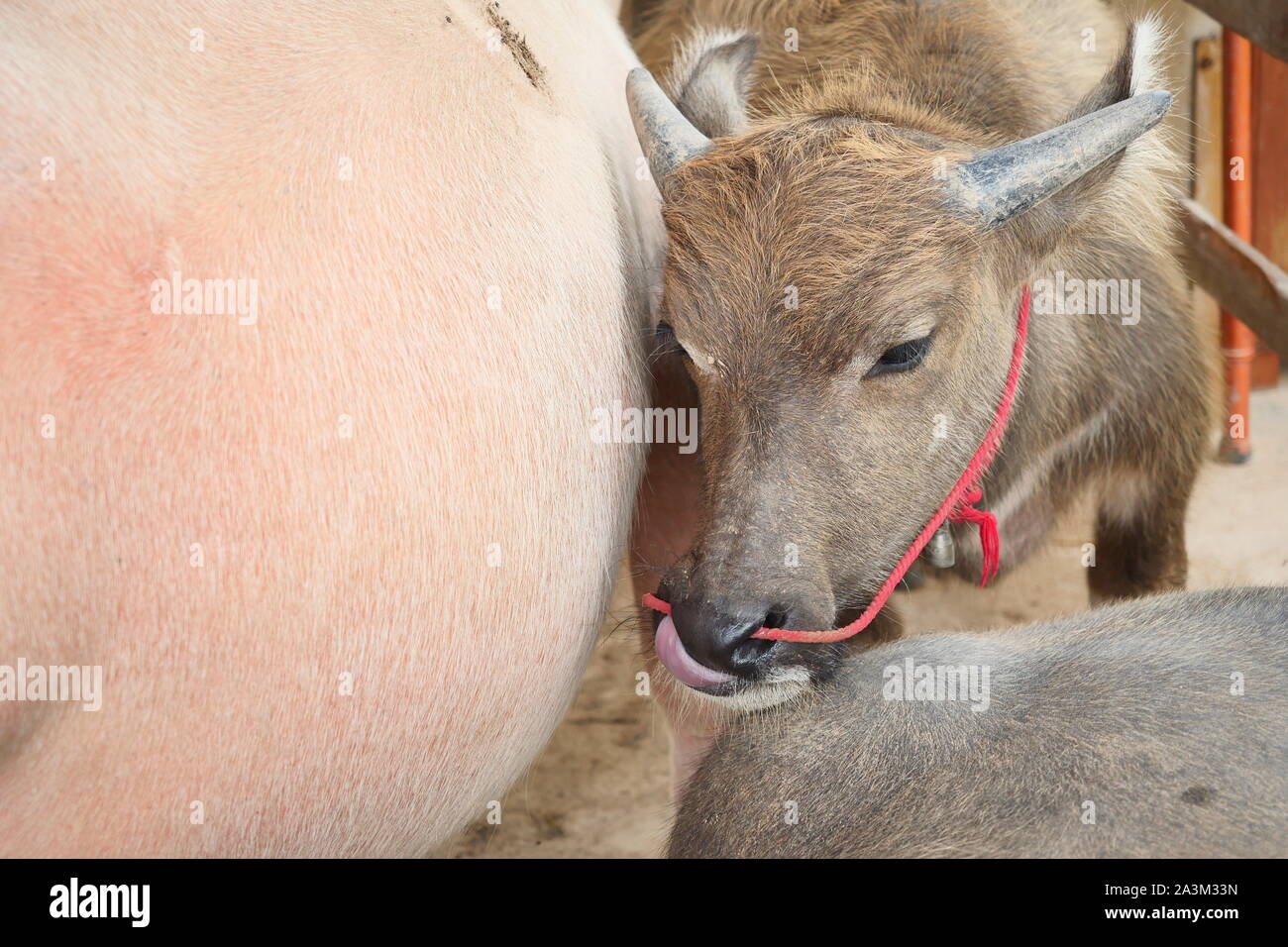 L'albinos le buffle d'eau dans la cabine de vache , Close up le veau de ferme, passer une corde rouge par le nez d'ongulés Banque D'Images