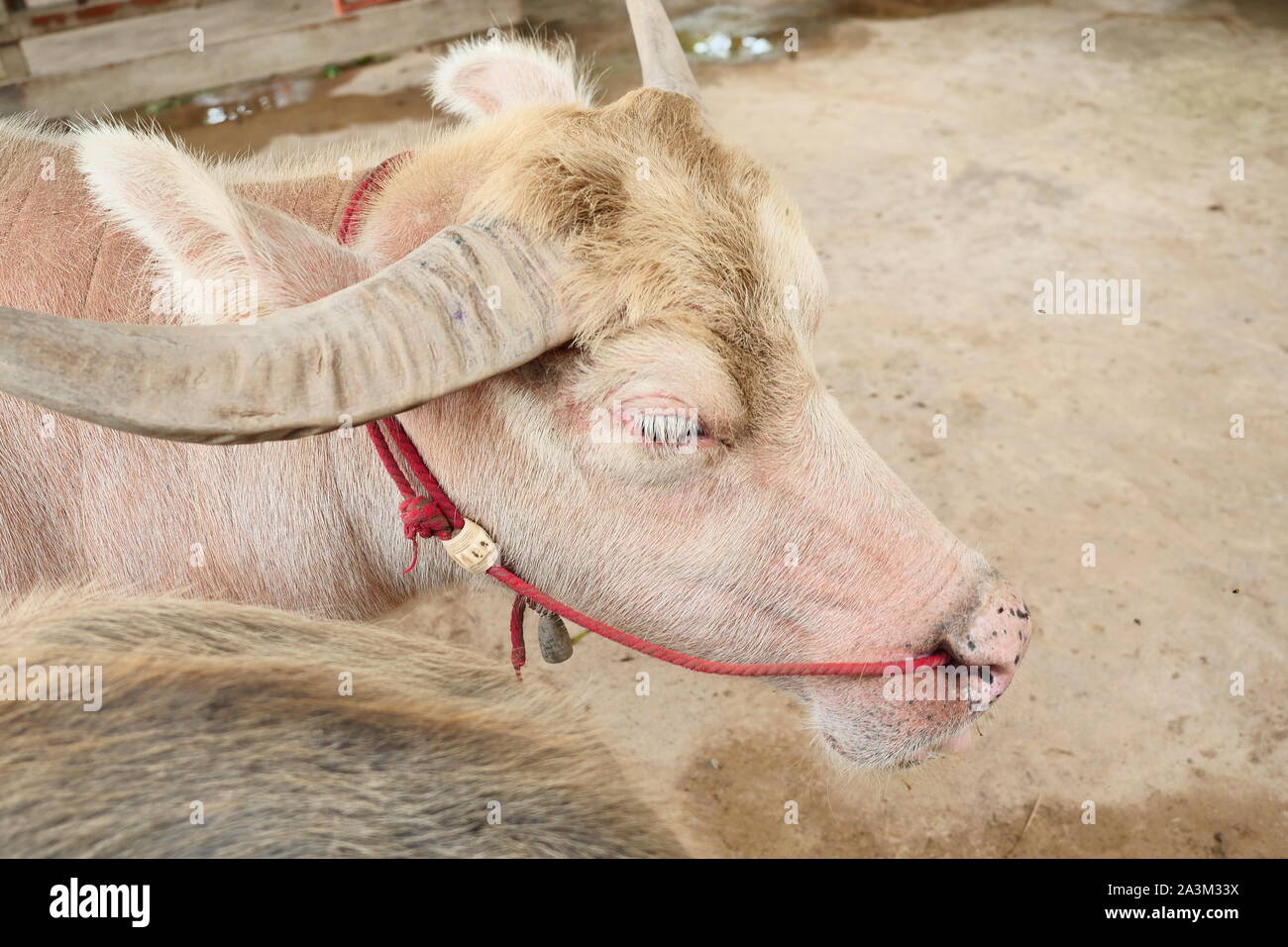 L'albinos le buffle d'eau dans la cabine de vache , Close up le veau de ferme, passer une corde rouge par le nez d'ongulés Banque D'Images