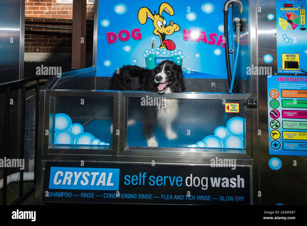 Dog wash Banque de photographies et d’images à haute résolution - Alamy
