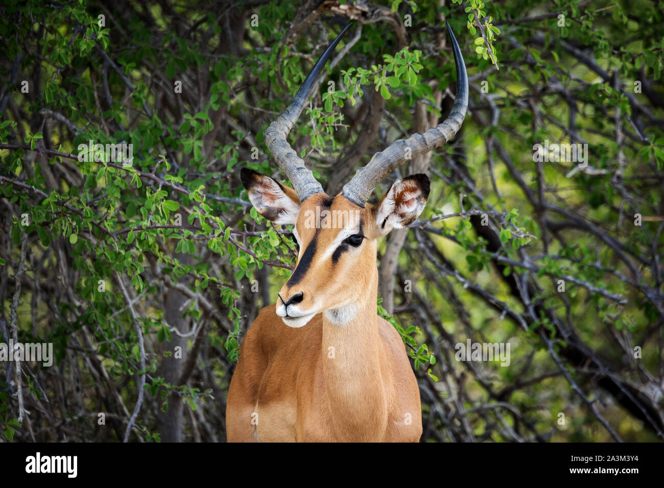Close up of a beautiful face noir impala sous un arbre, la Namibie, l'Afrique Banque D'Images