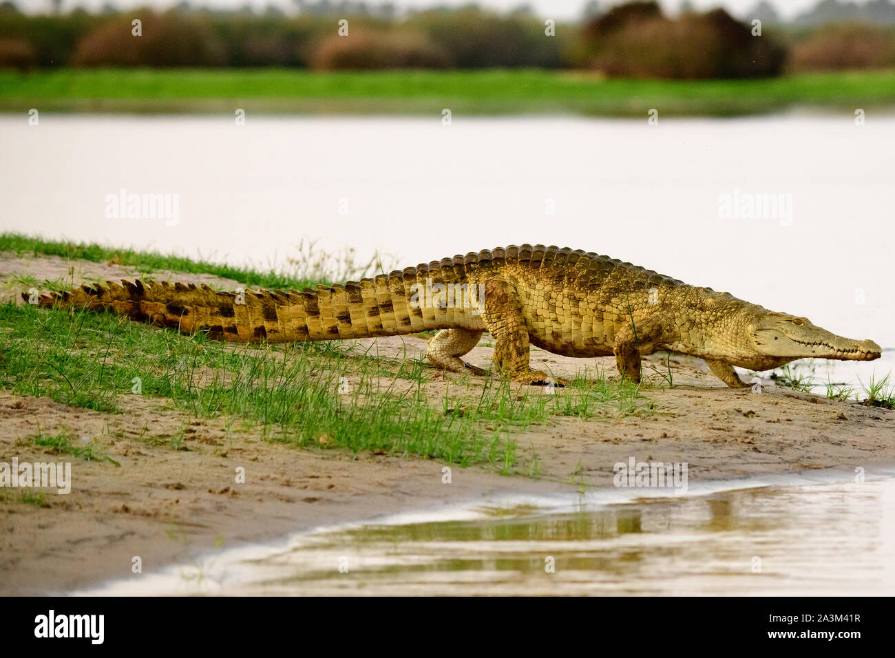 Crocodile du Nil au bord de l'eau Banque D'Images