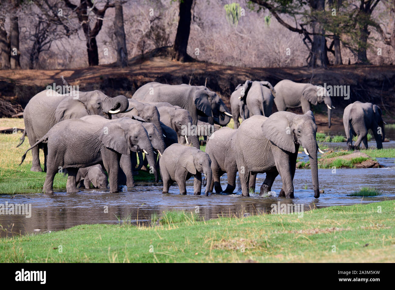 Les éléphants africains jouissant de la rivière Jongomero dans le Ruaha et ses environs Banque D'Images