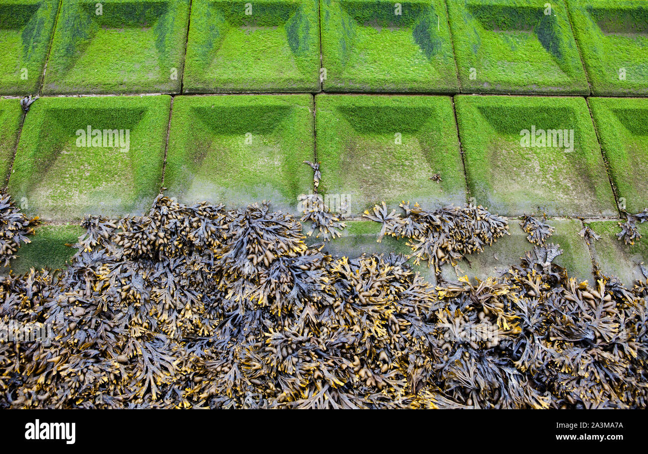 Couvert d'algues marines, de la mer du Nord, digue, Basse-Saxe, Allemagne, Europe Banque D'Images