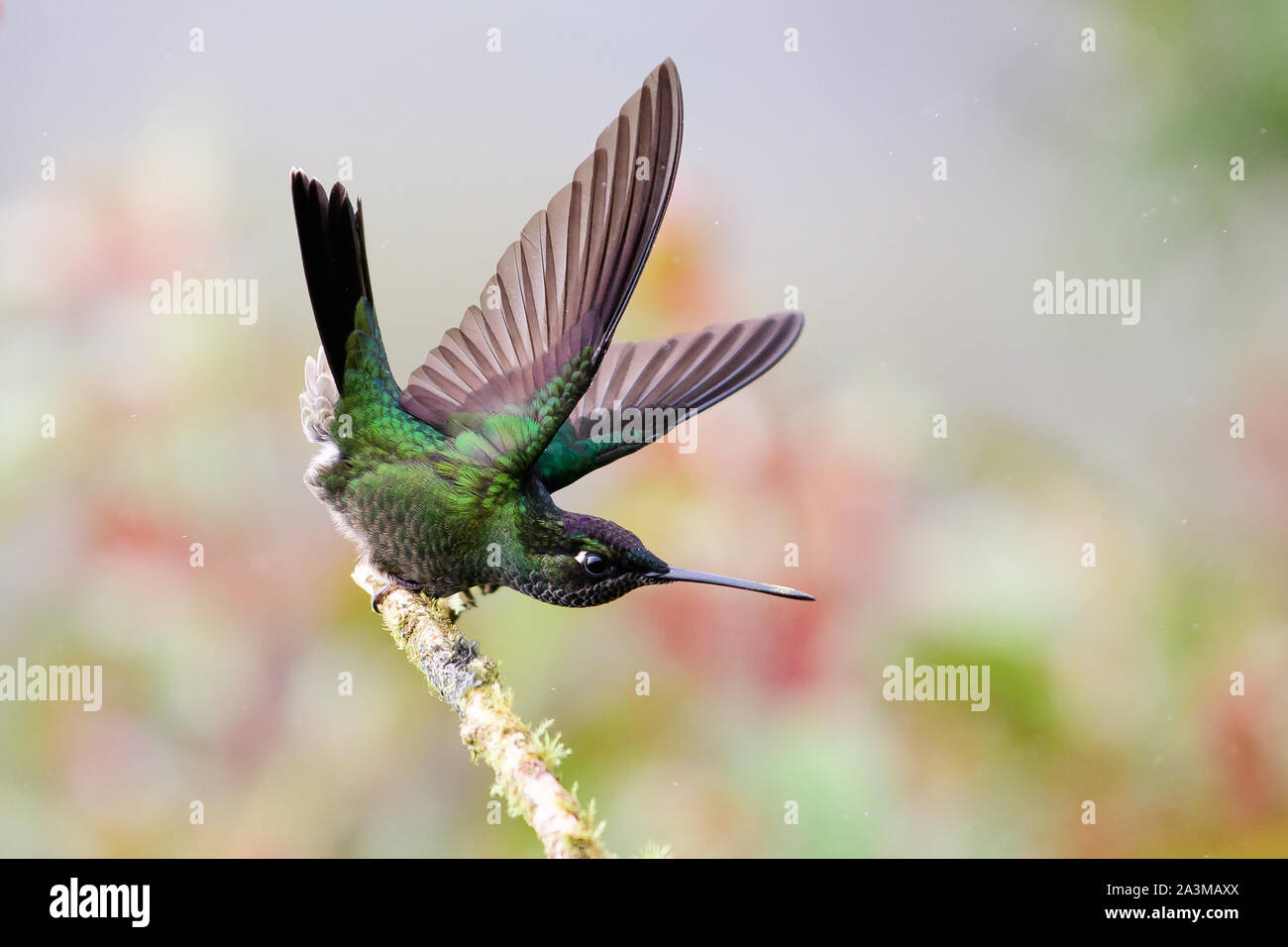 Hummingbird avec ailes étendues sur le point de décoller Banque D'Images