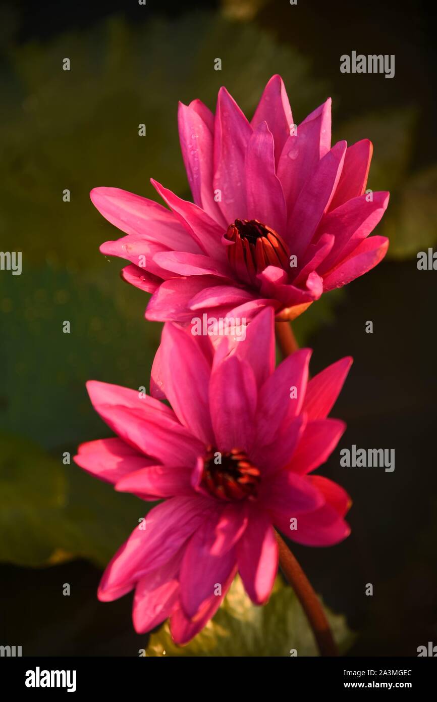 Une belle fleur de lotus rose pour le fond et bien d'autres Banque D'Images