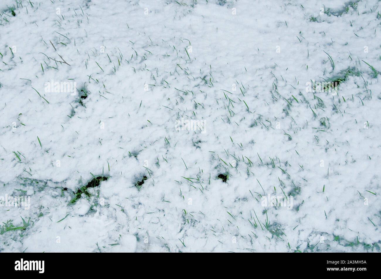 L'herbe est sorti de la couverture de neige. Londres, Angleterre. Banque D'Images