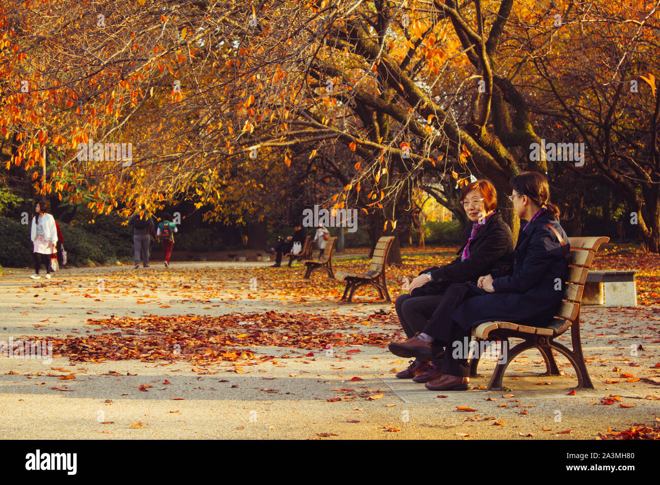 Automne Automne Parc National de Shinjuku Gyoen Japon Tokyo avec des gens assis sur des bancs d'oranger sec tombant en arrière-plan pendant l'après-midi de détente Banque D'Images