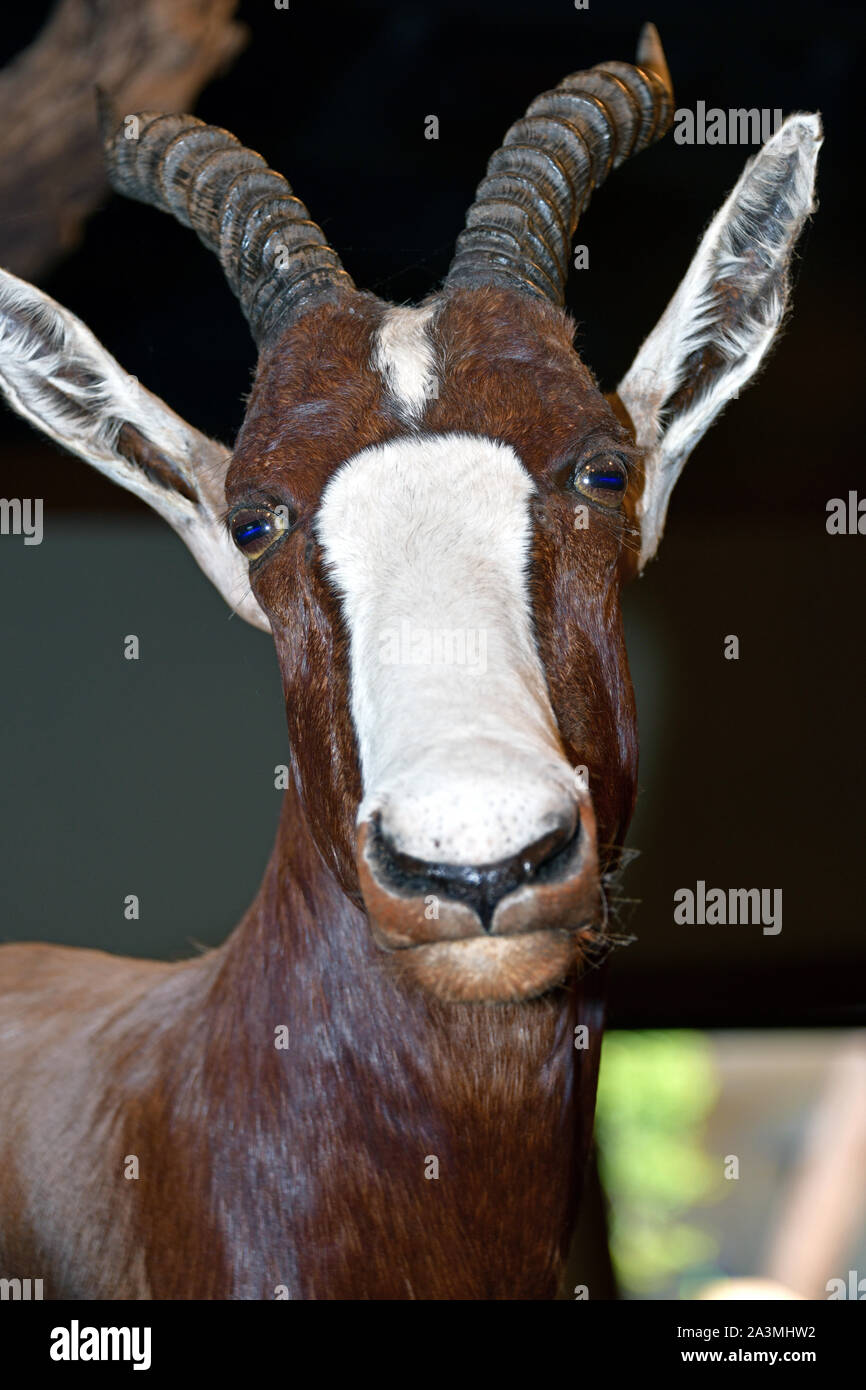 La taxidermie exposition au restaurant buffet de l'Emzara dans l'arche rencontre, Williamstown, Massachusetts, USA. 5 octobre 2019 Banque D'Images