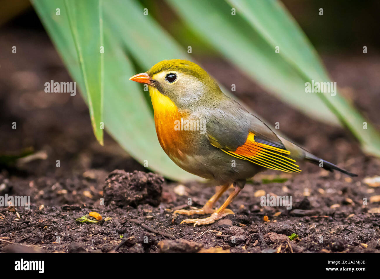 Red-billed leiothrix ou Japonais Nightingale, Leiothrix lutea, marcher dans un décor tropical au niveau du sol. Banque D'Images