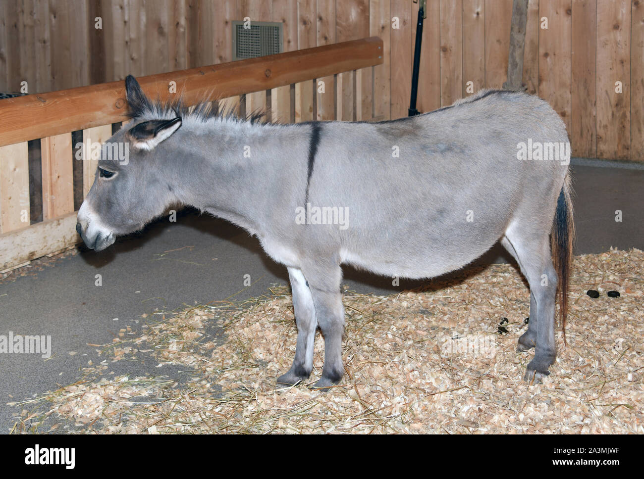 Arche rencontre Williamstown, KY, USA 10-05-19 L'exposition d'animaux se fait sur une base de rotation sur le pont 2 Banque D'Images