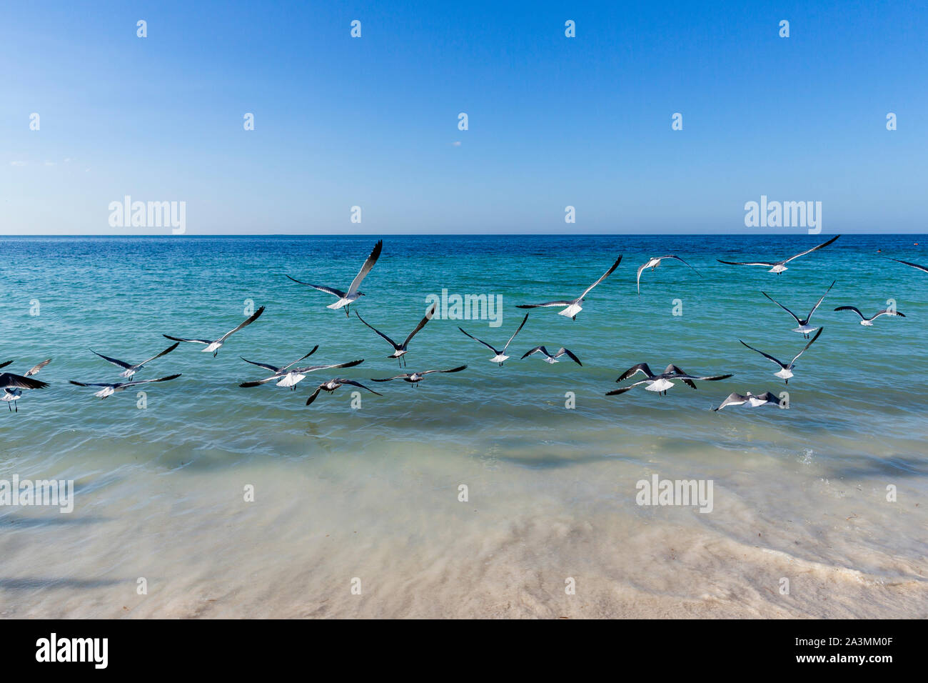 Un groupe de mouettes va à Blanco Key, l'une des clés de la plage de Varadero, l'une des plages les plus célèbres dans le monde entier. Banque D'Images