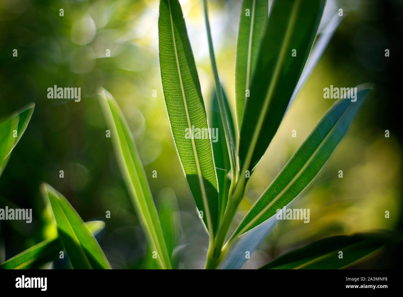 La lumière du soleil qui brillait à travers Nerium oleander feuilles. Banque D'Images