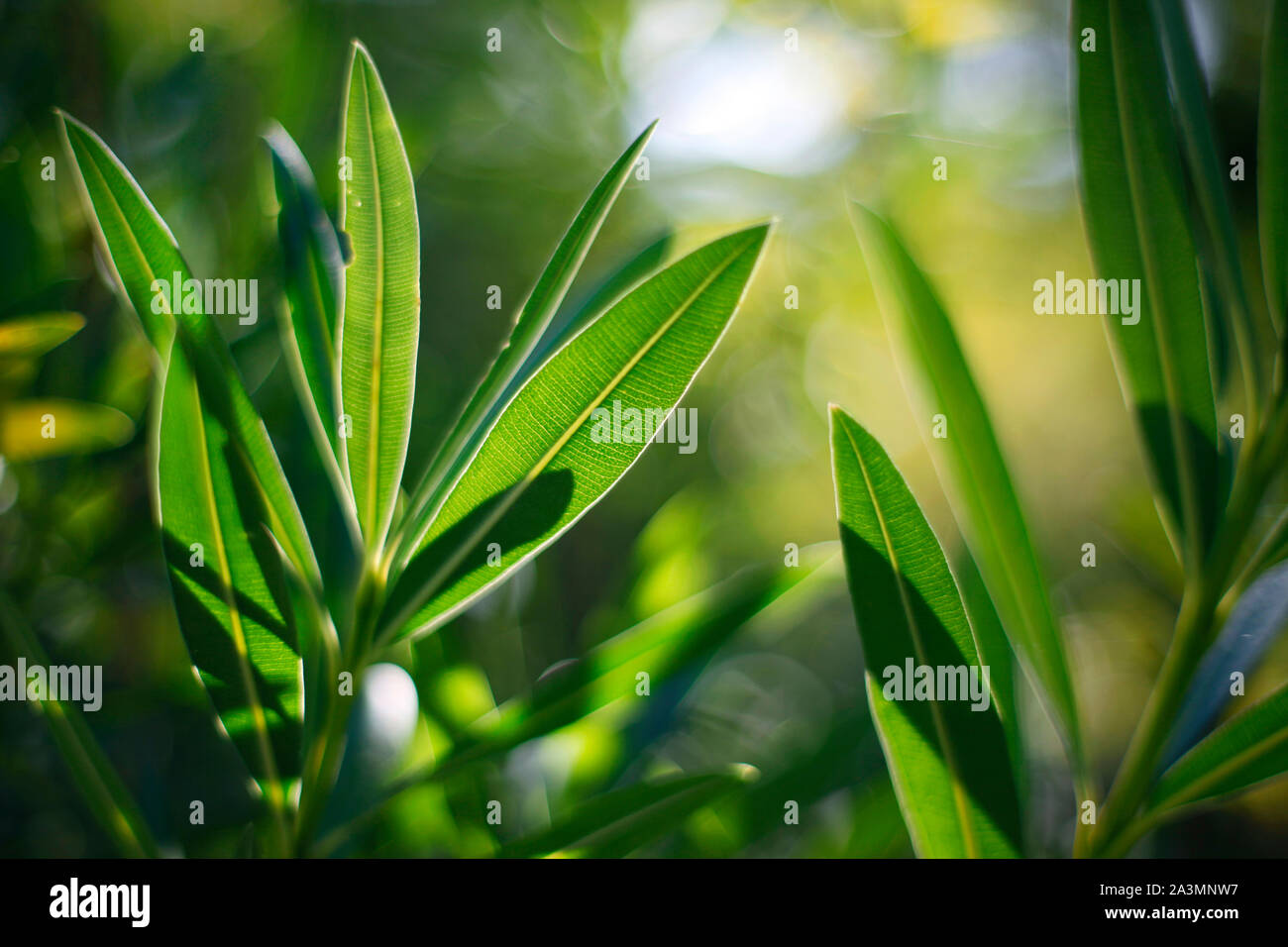 La lumière du soleil qui brillait à travers Nerium oleander feuilles. Banque D'Images