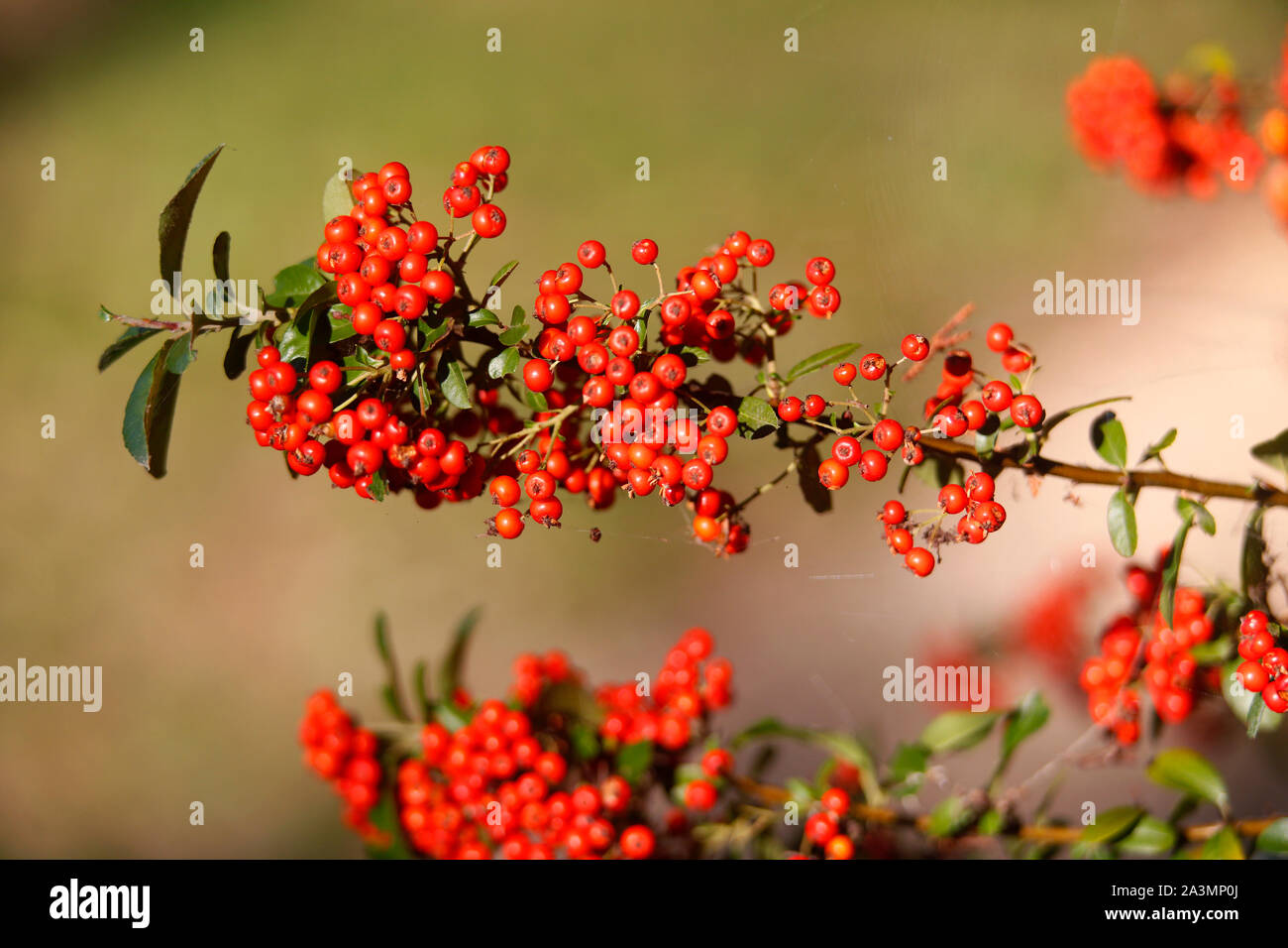 Fruits rouges sur un Pyracantha ou Multi bush. Banque D'Images