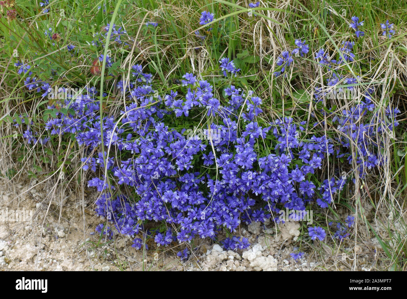 Polygale incarnat (Polygala vulgaris) la floraison d'un bleu à côté d'un chemin downland craie au début de l'été, Berkshire, Mai Banque D'Images