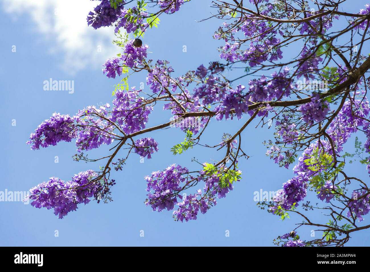 Jacaranda Bleu Photos Jacaranda Bleu Images Alamy