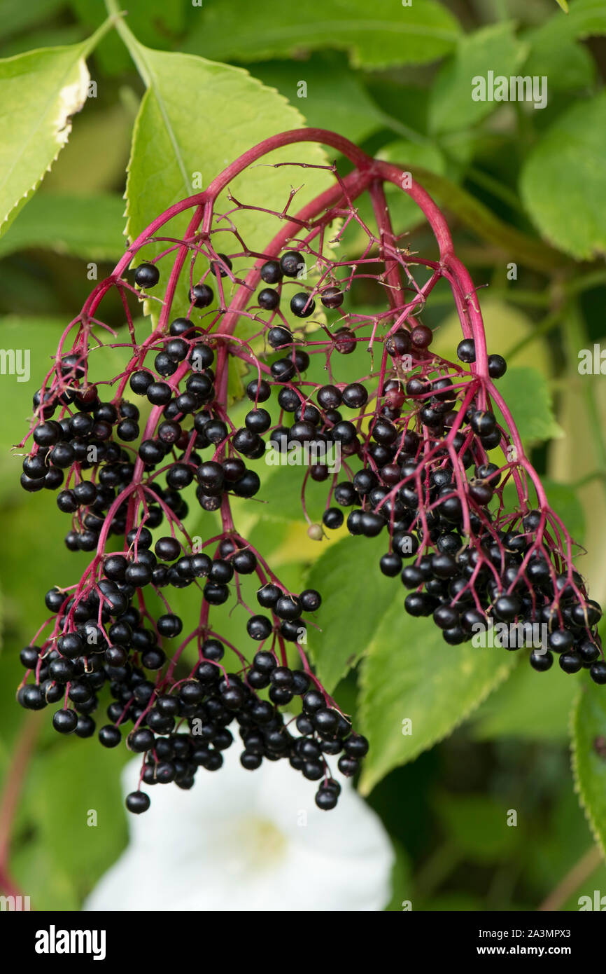 Ancien (Sambucus nigra) petits fruits sur l'arbre à la fin de l'été. Les pédoncules sont rouge foncé et lire fruits mûrs, Septembre Banque D'Images