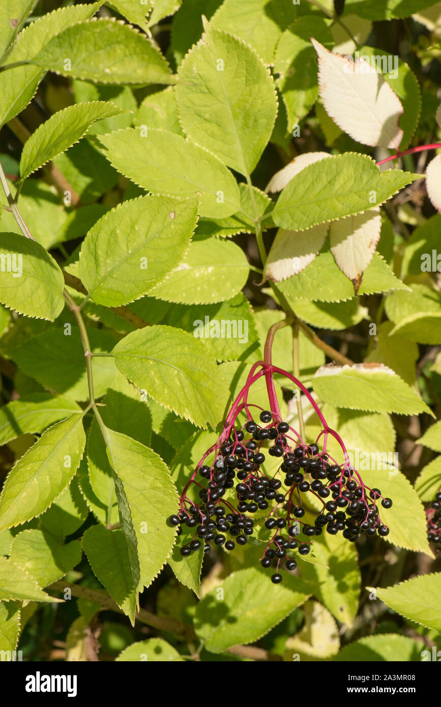 Ancien (Sambucus nigra) petits fruits sur l'arbre à la fin de l'été. Les pédoncules sont rouge foncé et lire fruits mûrs, Septembre Banque D'Images