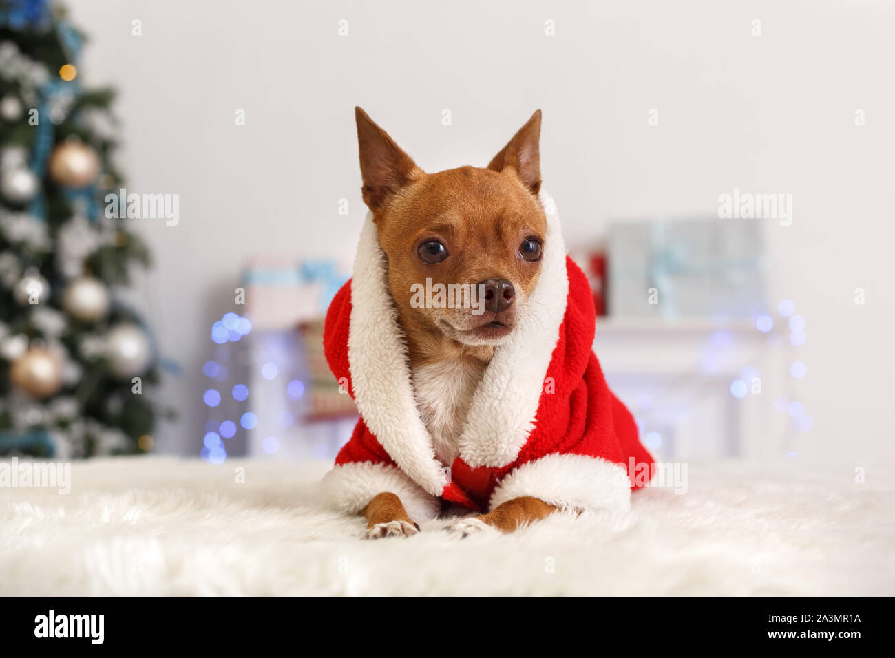 Noël. Décorée avec dog wearing santa costume sitting on sofa célébration 2020 Banque D'Images