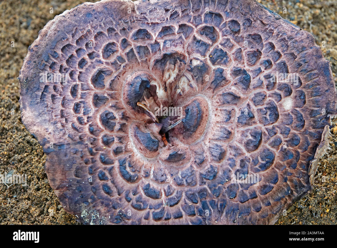 Le chapeau d'un champignon, l'aile de l'Hawk Sarcodon imbricatus, dans la chaîne des Cascades de centre de l'Oregon. Banque D'Images
