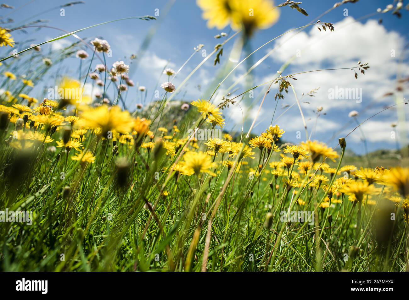 Vent dans l'herbe de fleurs en haut de la montagne. Paysage naturel magnifique dans l'heure d'été Banque D'Images