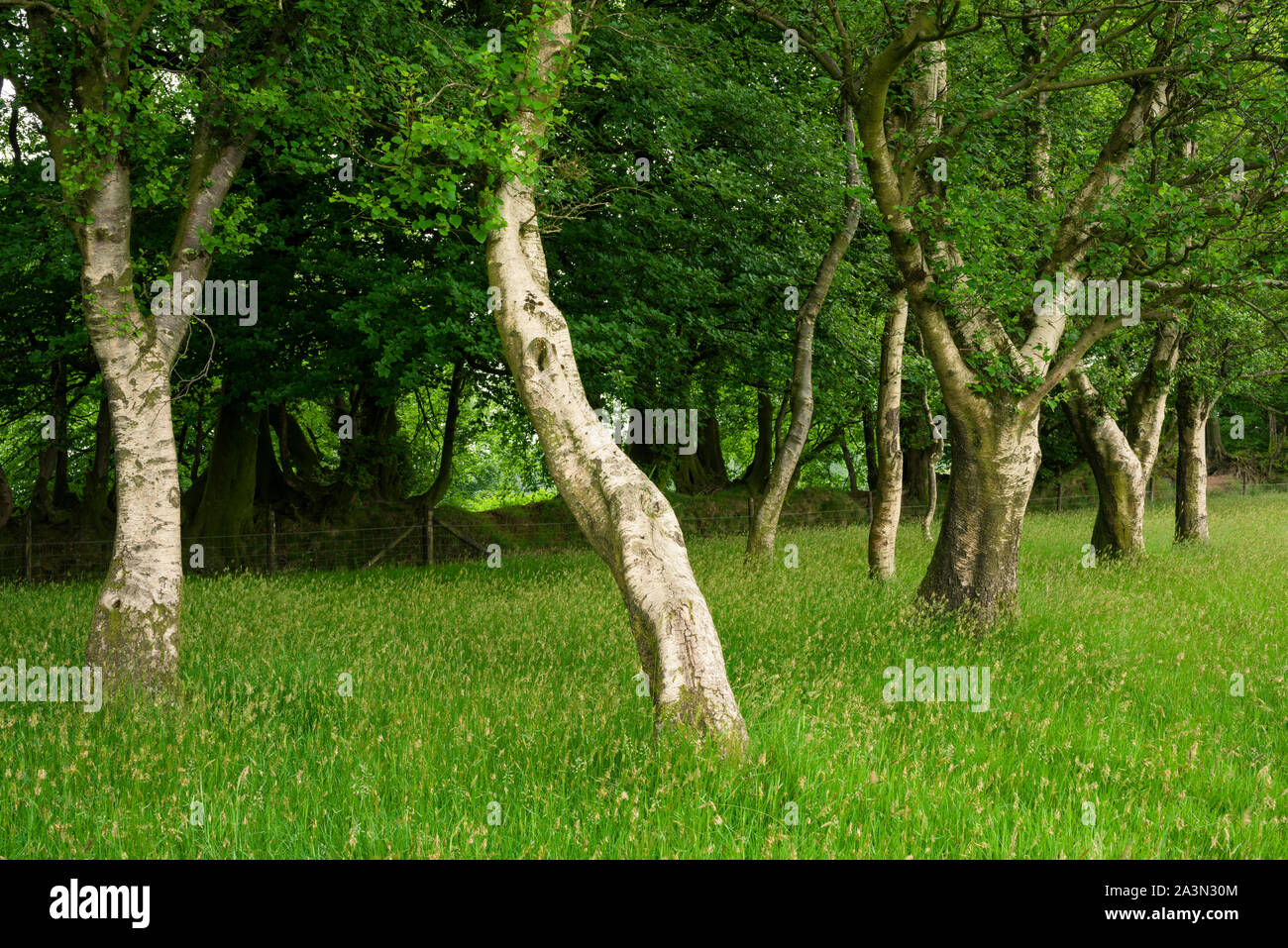 Arbres de bouleau pubescent (Betula pubescens) sur une grande colline à côté de la route a conduit dans le collines de Quantock, Somerset, Angleterre. Banque D'Images