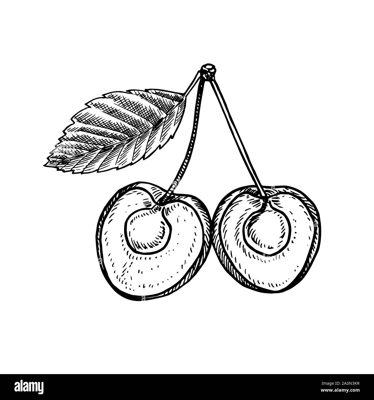 Halfes coupe cerise avec des pierres et des feuilles de style à la main, gravure, illustration, croquis de conception pour l'élément Banque D'Images