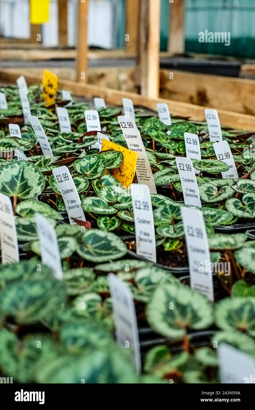Les plateaux de semis rouge Decora Cyclamen cultivés à l'intérieur d'une serre dans un "centre de jardin. Banque D'Images
