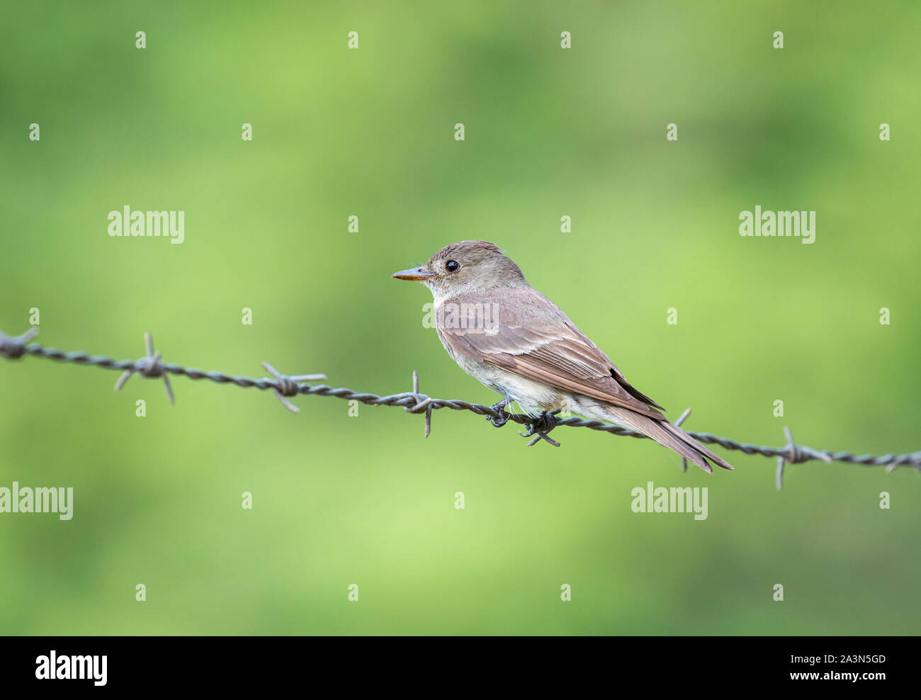Peewee en bois, Guanacaste, Costa Rica Banque D'Images