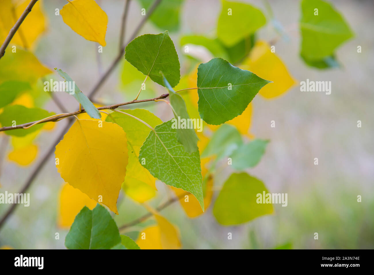 Feuilles de l’automne. Banque D'Images